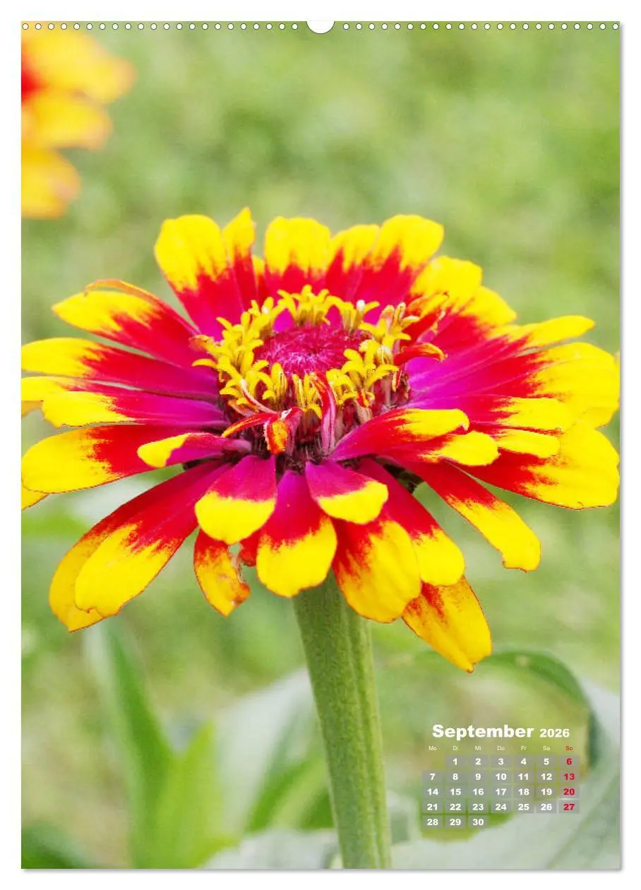 Bild: 9783516406238 | Zinnien im Garten (Wandkalender 2026 DIN A2 hoch), CALVENDO...