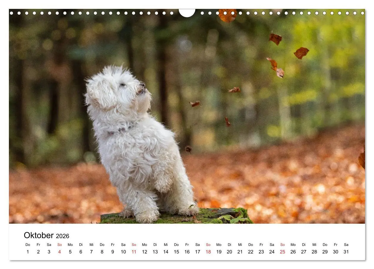 Bild: 9783457926338 | Moritz, der freche Malteser (Wandkalender 2026 DIN A3 quer),...