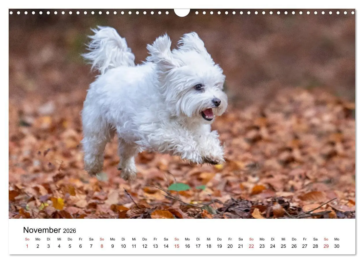 Bild: 9783457926338 | Moritz, der freche Malteser (Wandkalender 2026 DIN A3 quer),...