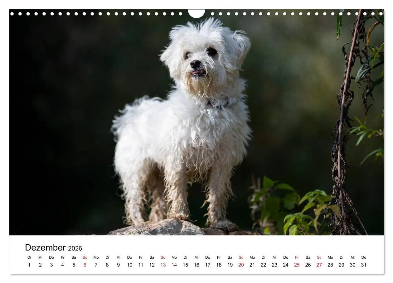 Bild: 9783457926338 | Moritz, der freche Malteser (Wandkalender 2026 DIN A3 quer),...