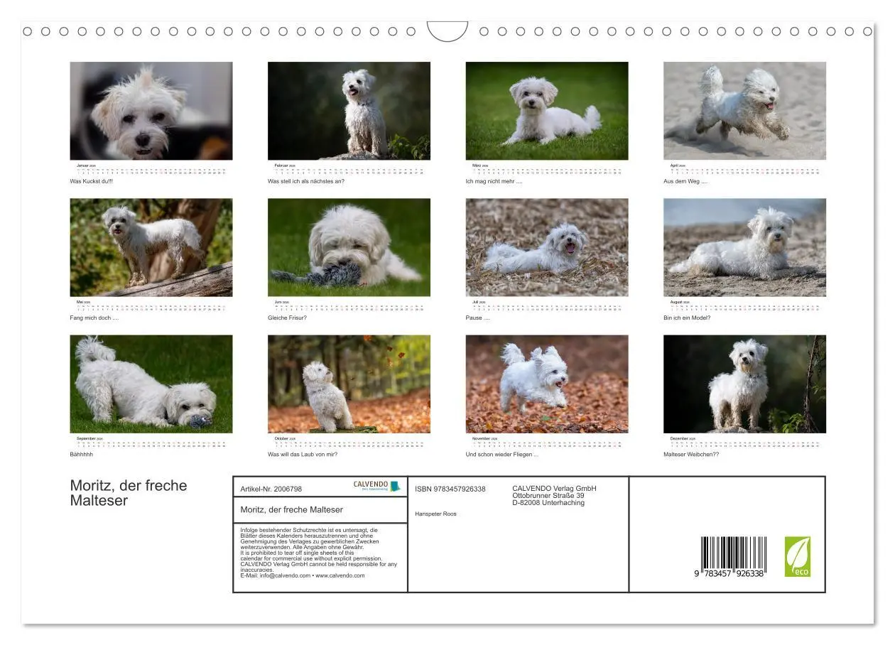 Bild: 9783457926338 | Moritz, der freche Malteser (Wandkalender 2026 DIN A3 quer),...
