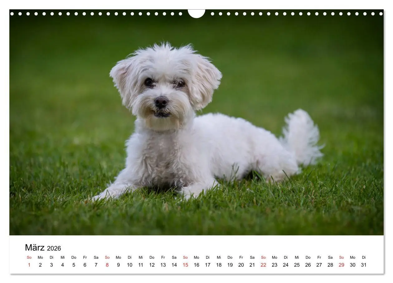 Bild: 9783457926338 | Moritz, der freche Malteser (Wandkalender 2026 DIN A3 quer),...