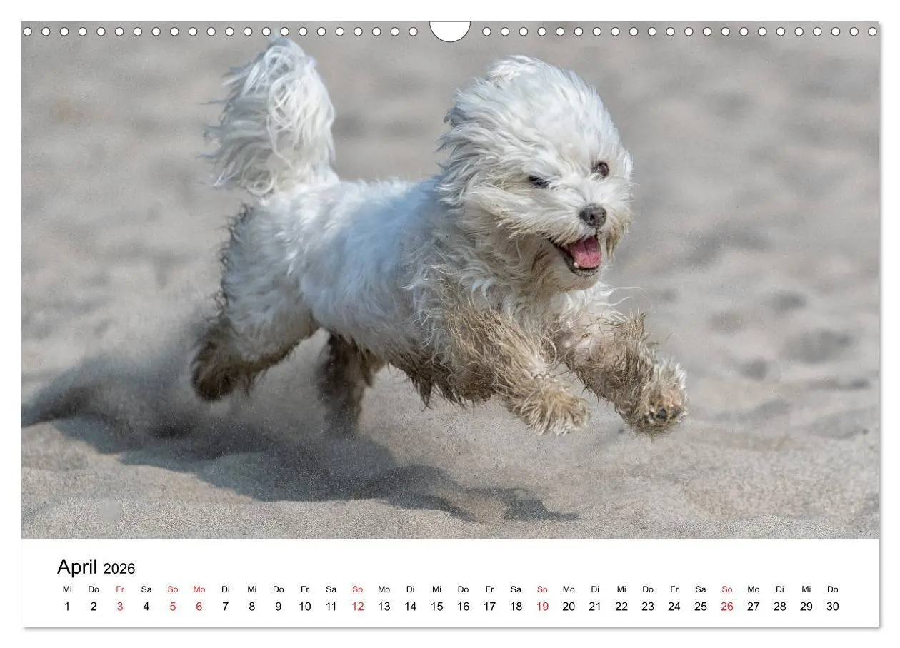 Bild: 9783457926338 | Moritz, der freche Malteser (Wandkalender 2026 DIN A3 quer),...
