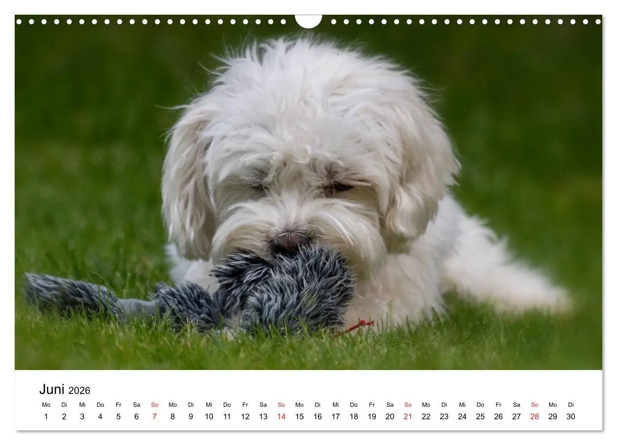 Bild: 9783457926338 | Moritz, der freche Malteser (Wandkalender 2026 DIN A3 quer),...