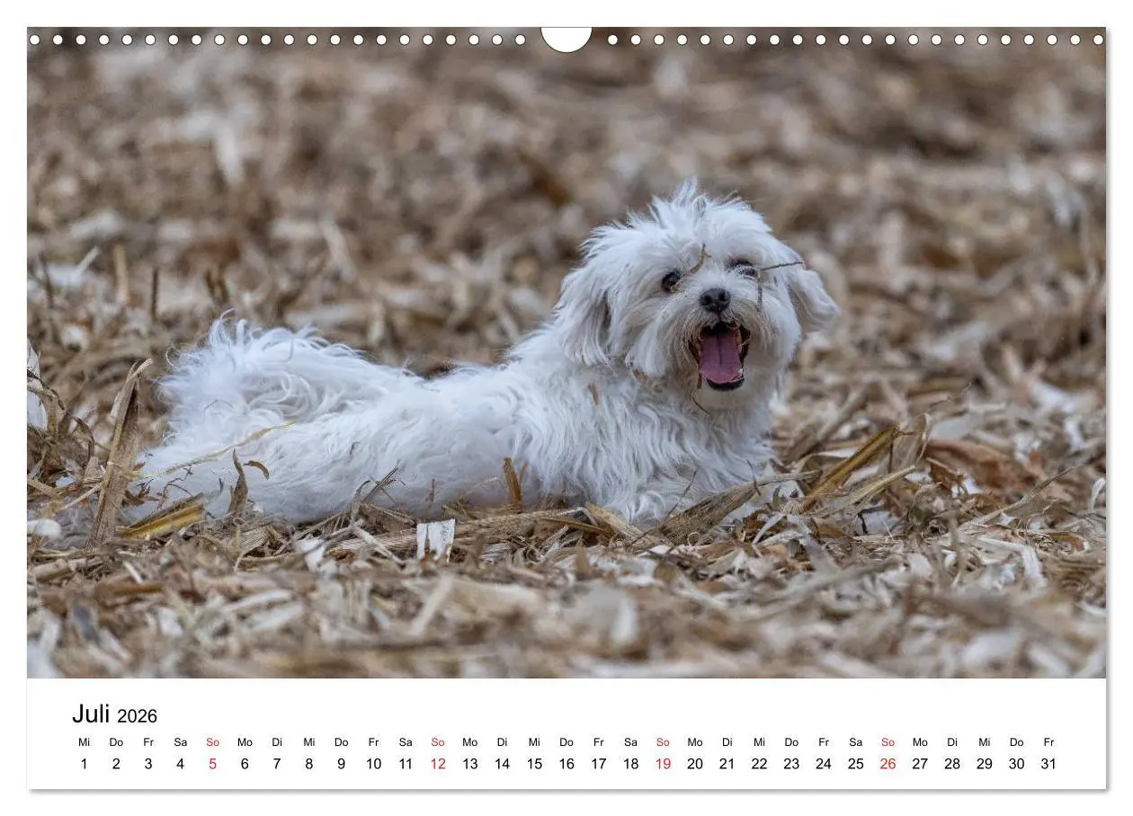 Bild: 9783457926338 | Moritz, der freche Malteser (Wandkalender 2026 DIN A3 quer),...