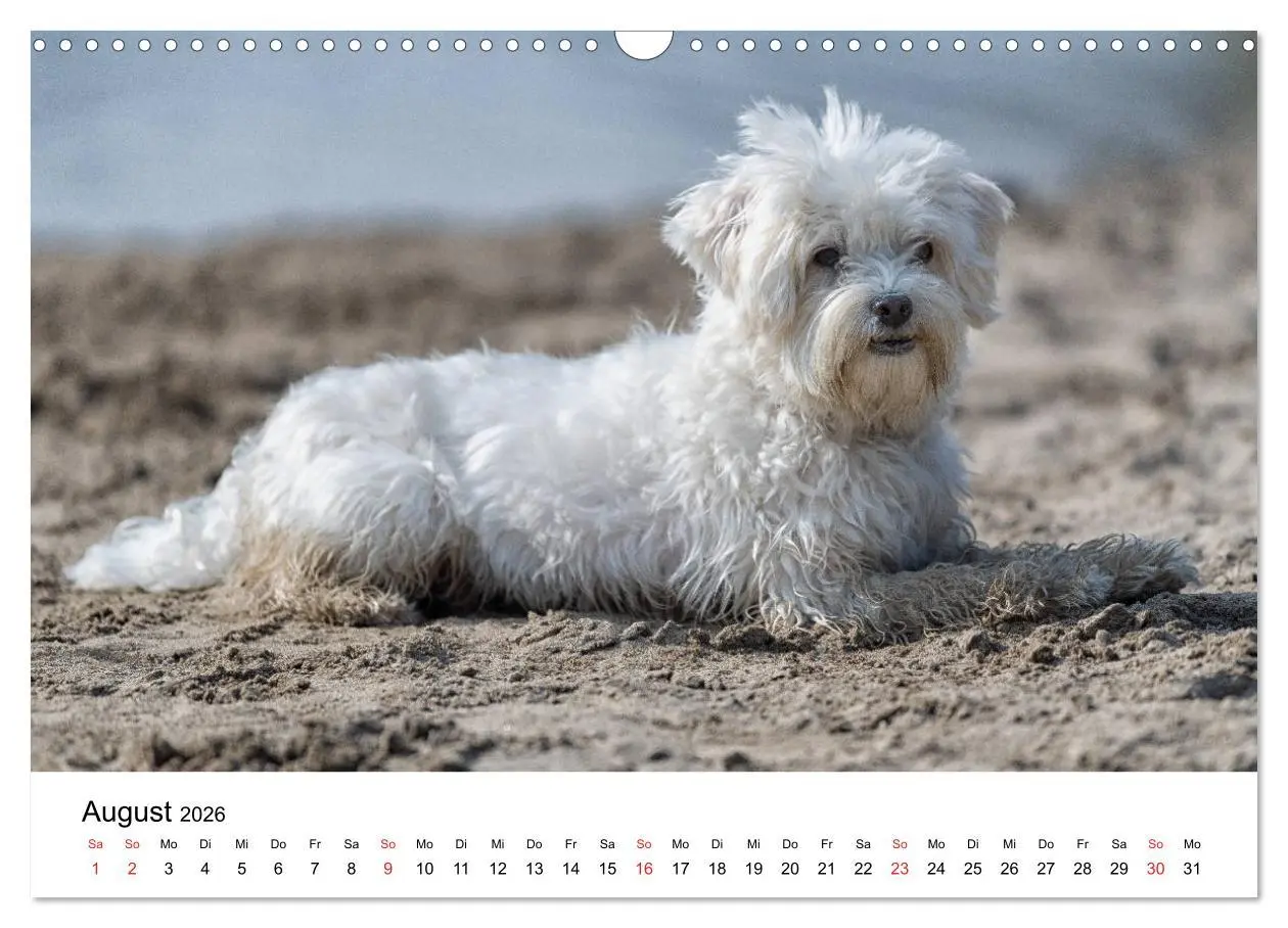 Bild: 9783457926338 | Moritz, der freche Malteser (Wandkalender 2026 DIN A3 quer),...