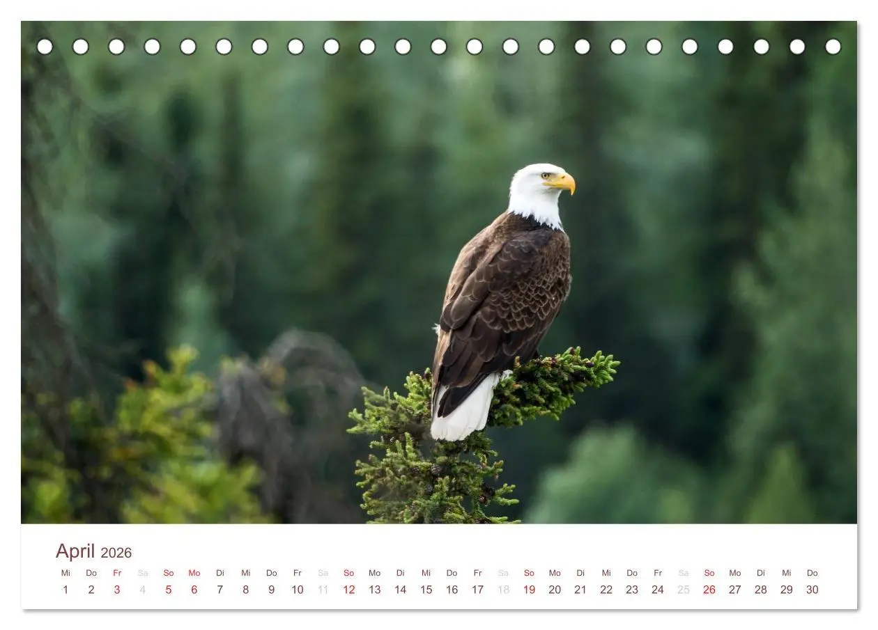 Bild: 9783516186338 | Der Alaska Kalender (Tischkalender 2026 DIN A5 quer), CALVENDO...