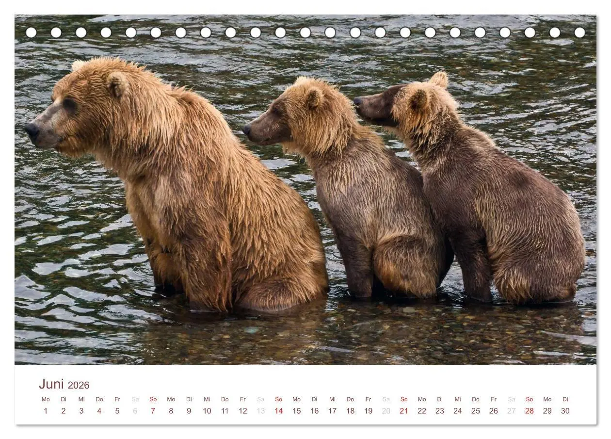 Bild: 9783516186338 | Der Alaska Kalender (Tischkalender 2026 DIN A5 quer), CALVENDO...