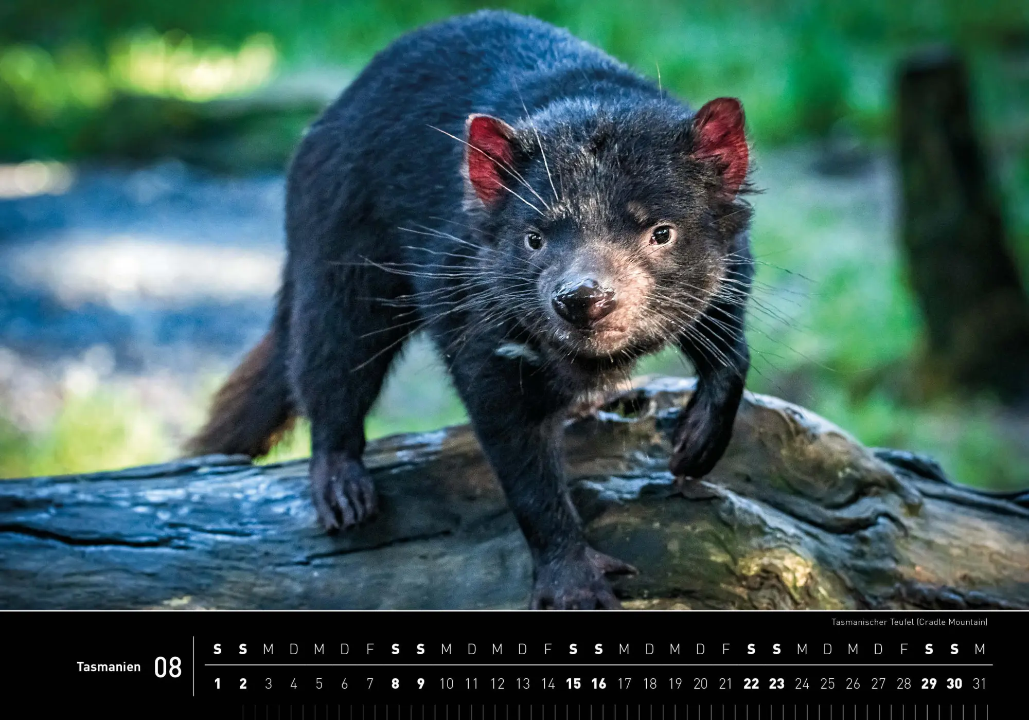 Bild: 9783968556338 | Tasmanien Premiumkalender 2026 | Christian Heeb | Kalender | 14 S.