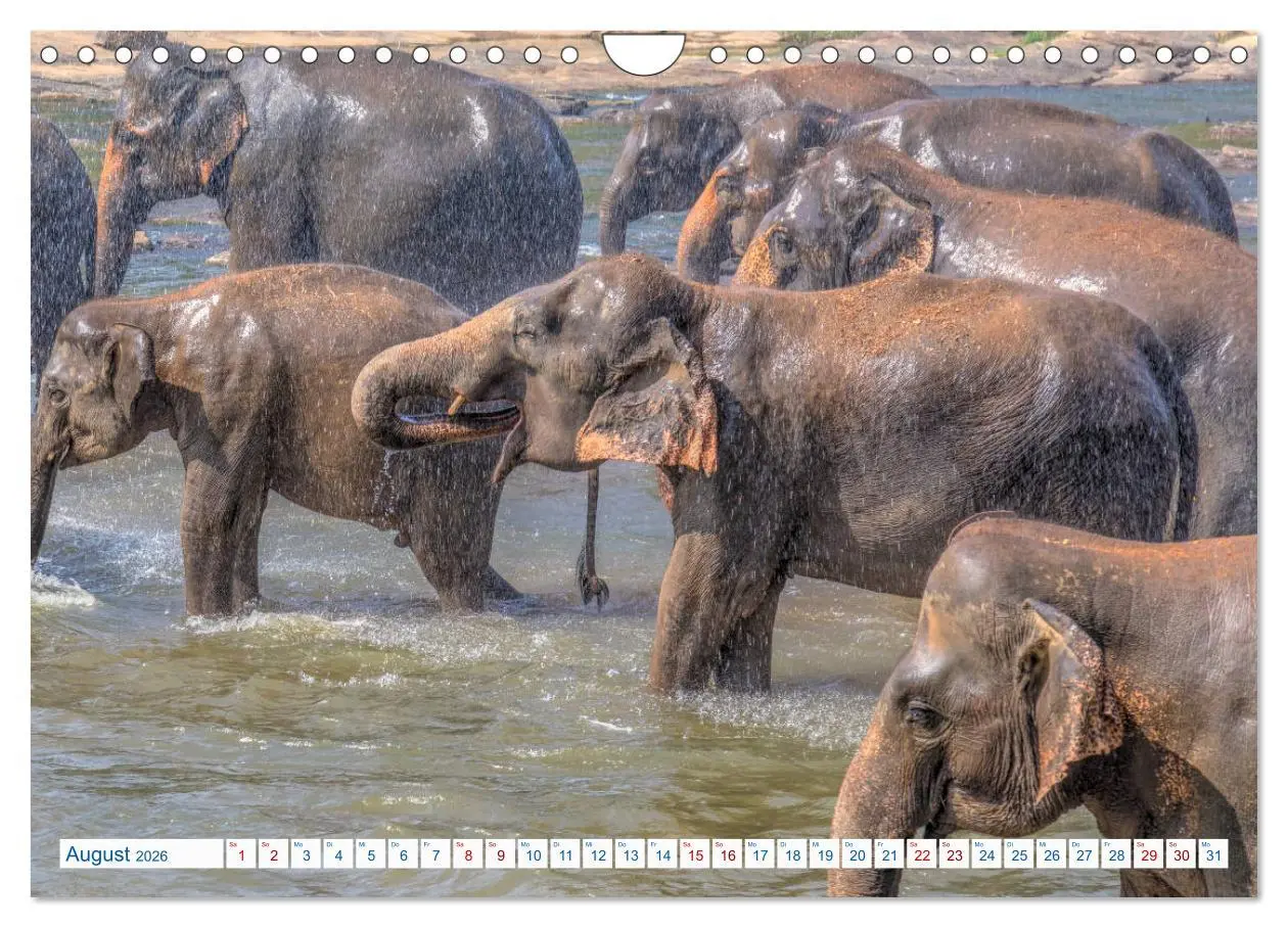 Bild: 9783457836538 | Sri Lanka, tropisches Inselparadies (Wandkalender 2026 DIN A4...