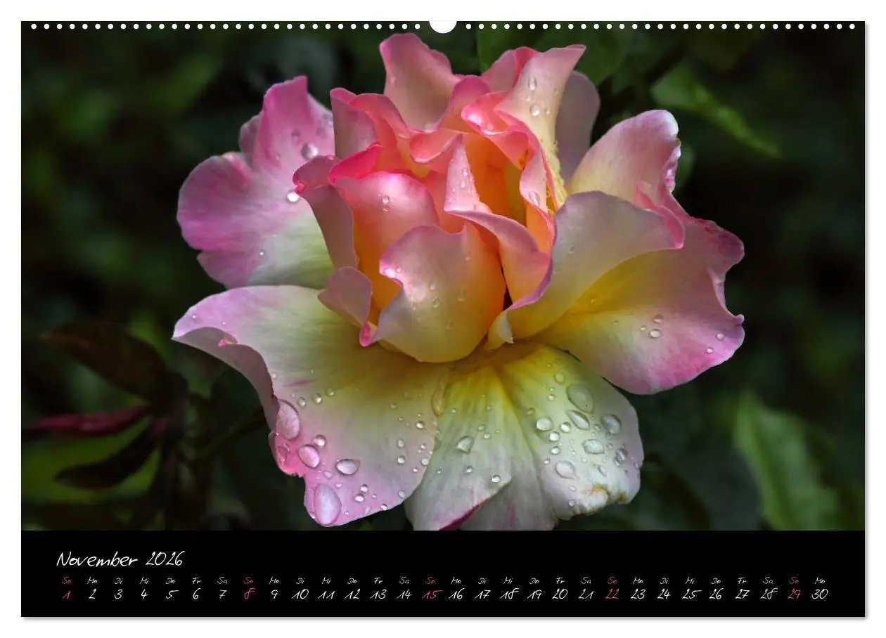 Bild: 9783516096538 | Rosen Romanze - Visuelle Musik (hochwertiger Premium Wandkalender...