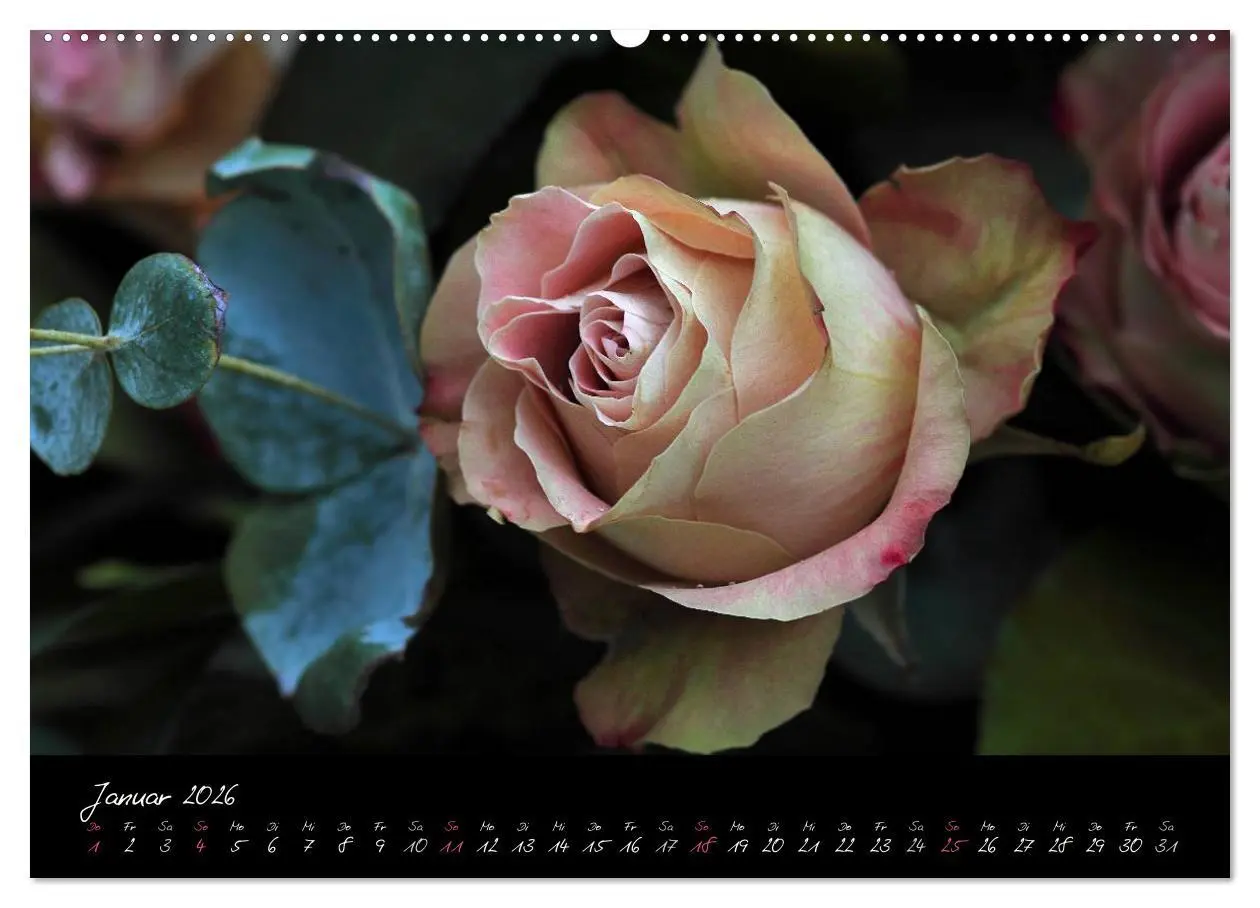 Bild: 9783516096538 | Rosen Romanze - Visuelle Musik (hochwertiger Premium Wandkalender...