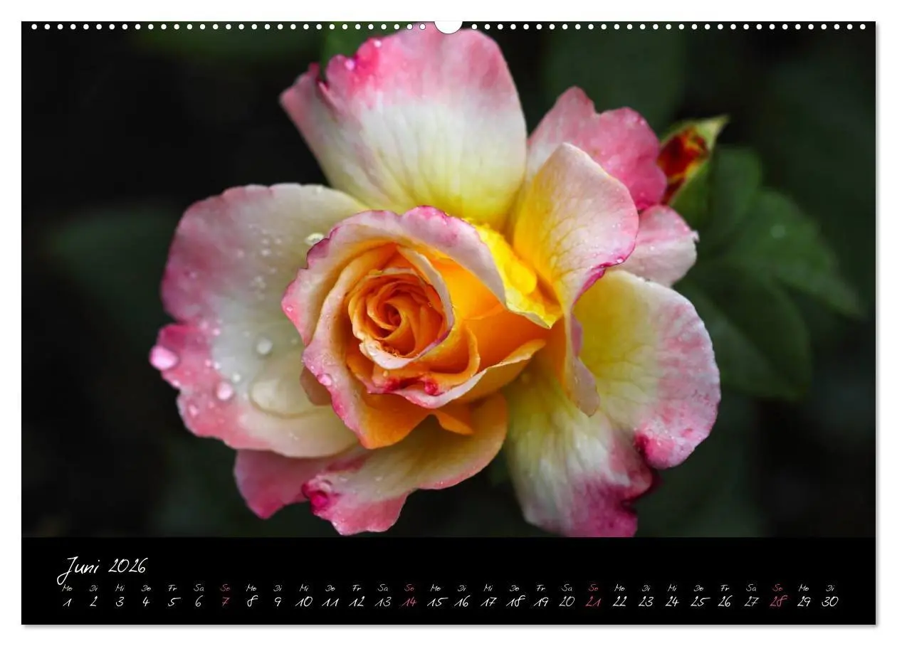 Bild: 9783516096538 | Rosen Romanze - Visuelle Musik (hochwertiger Premium Wandkalender...