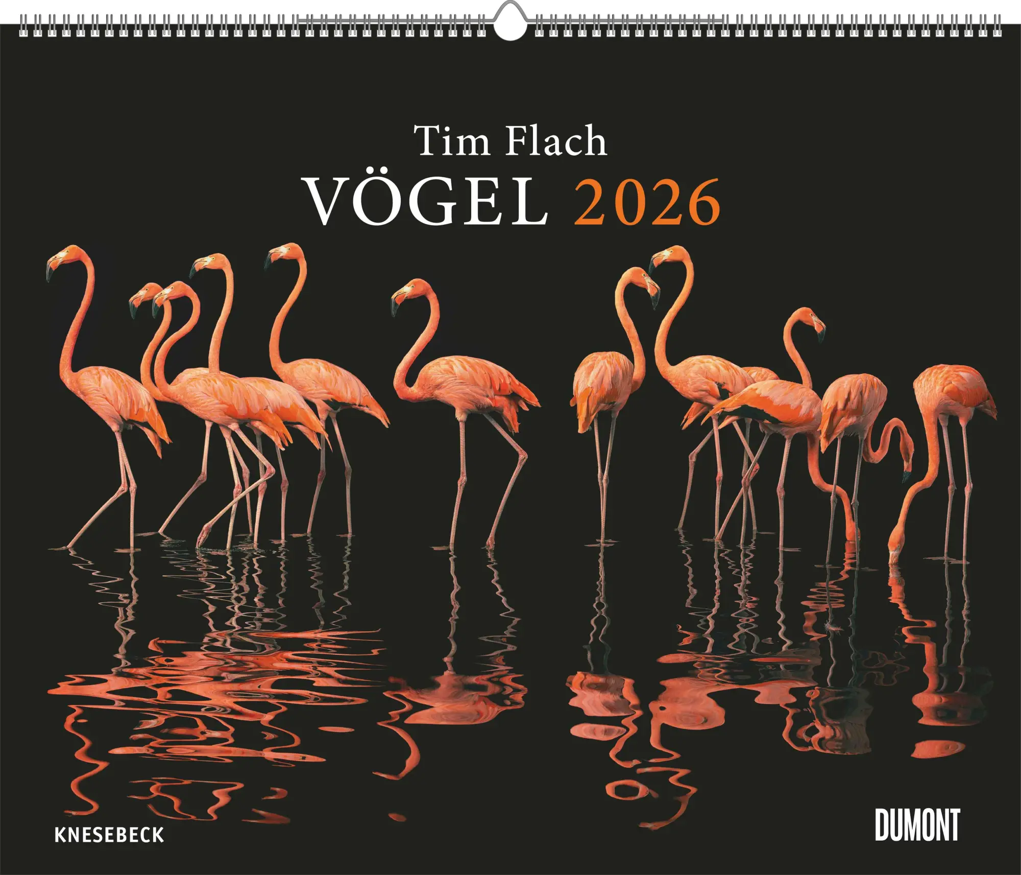 Cover: 4069095006638 | Tim Flach: Vögel 2026 - Posterkalender von DUMONT- Vogel-Porträts...