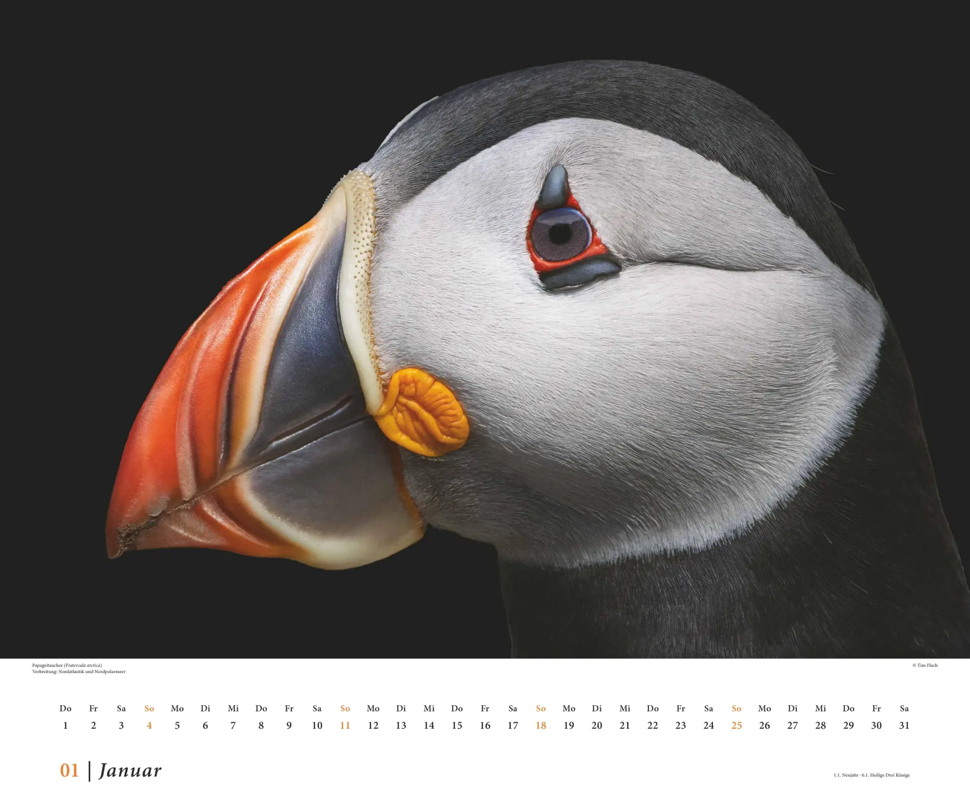 Bild: 4069095006638 | Tim Flach: Vögel 2026 - Posterkalender von DUMONT- Vogel-Porträts...