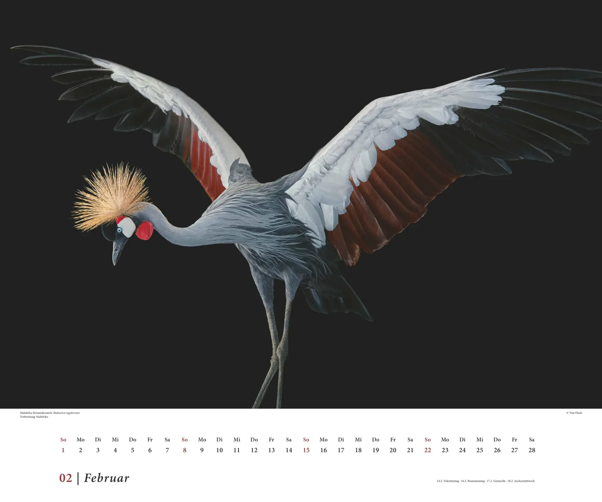 Bild: 4069095006638 | Tim Flach: Vögel 2026 - Posterkalender von DUMONT- Vogel-Porträts...