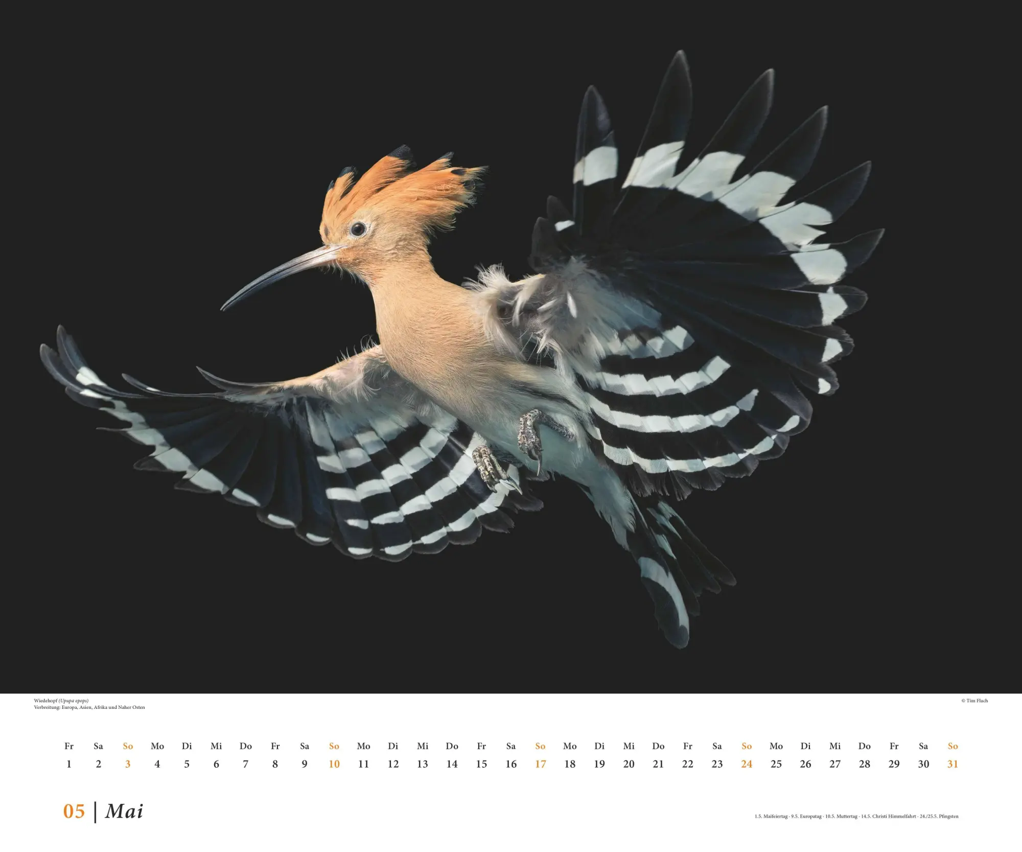 Bild: 4069095006638 | Tim Flach: Vögel 2026 - Posterkalender von DUMONT- Vogel-Porträts...