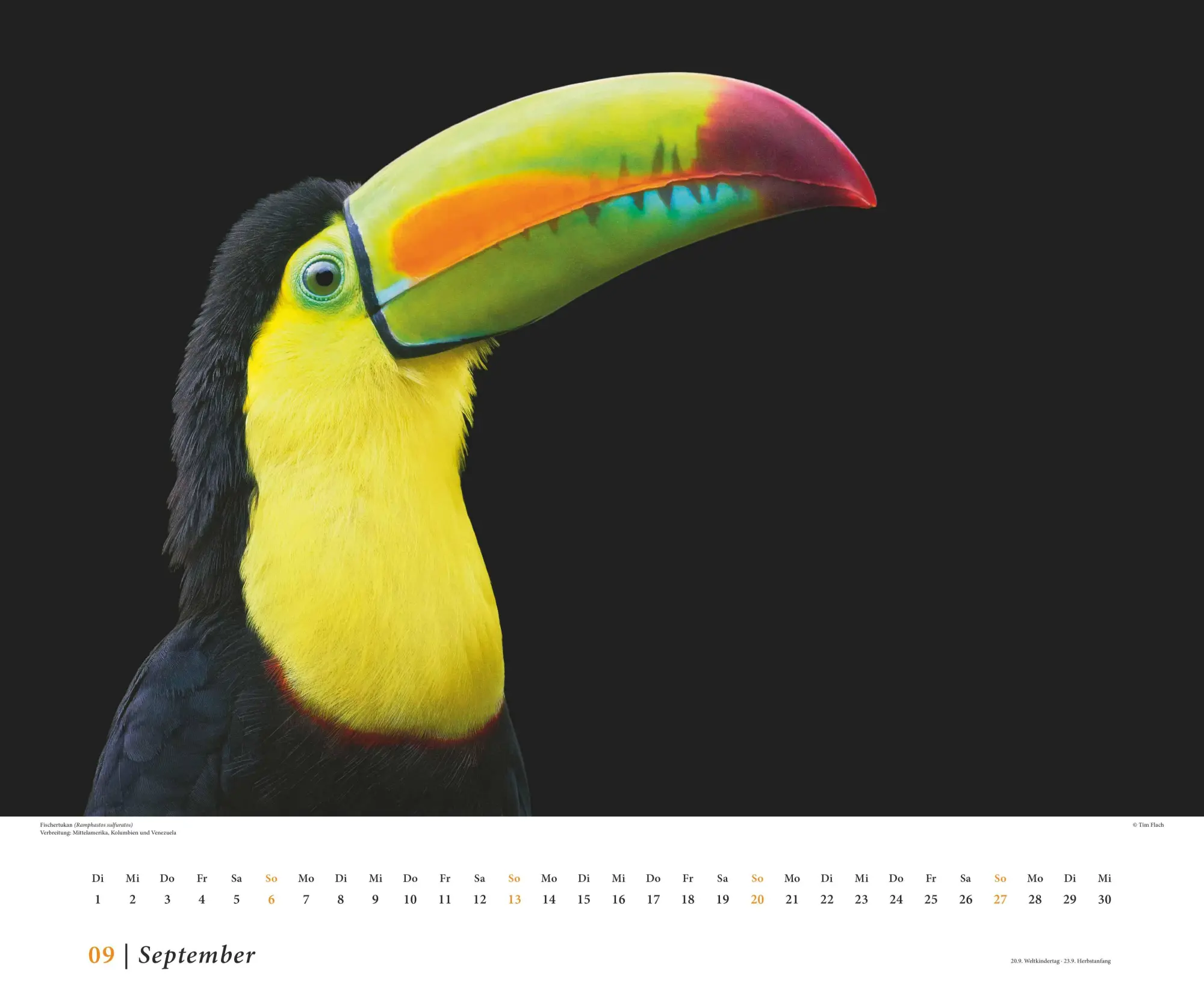 Bild: 4069095006638 | Tim Flach: Vögel 2026 - Posterkalender von DUMONT- Vogel-Porträts...
