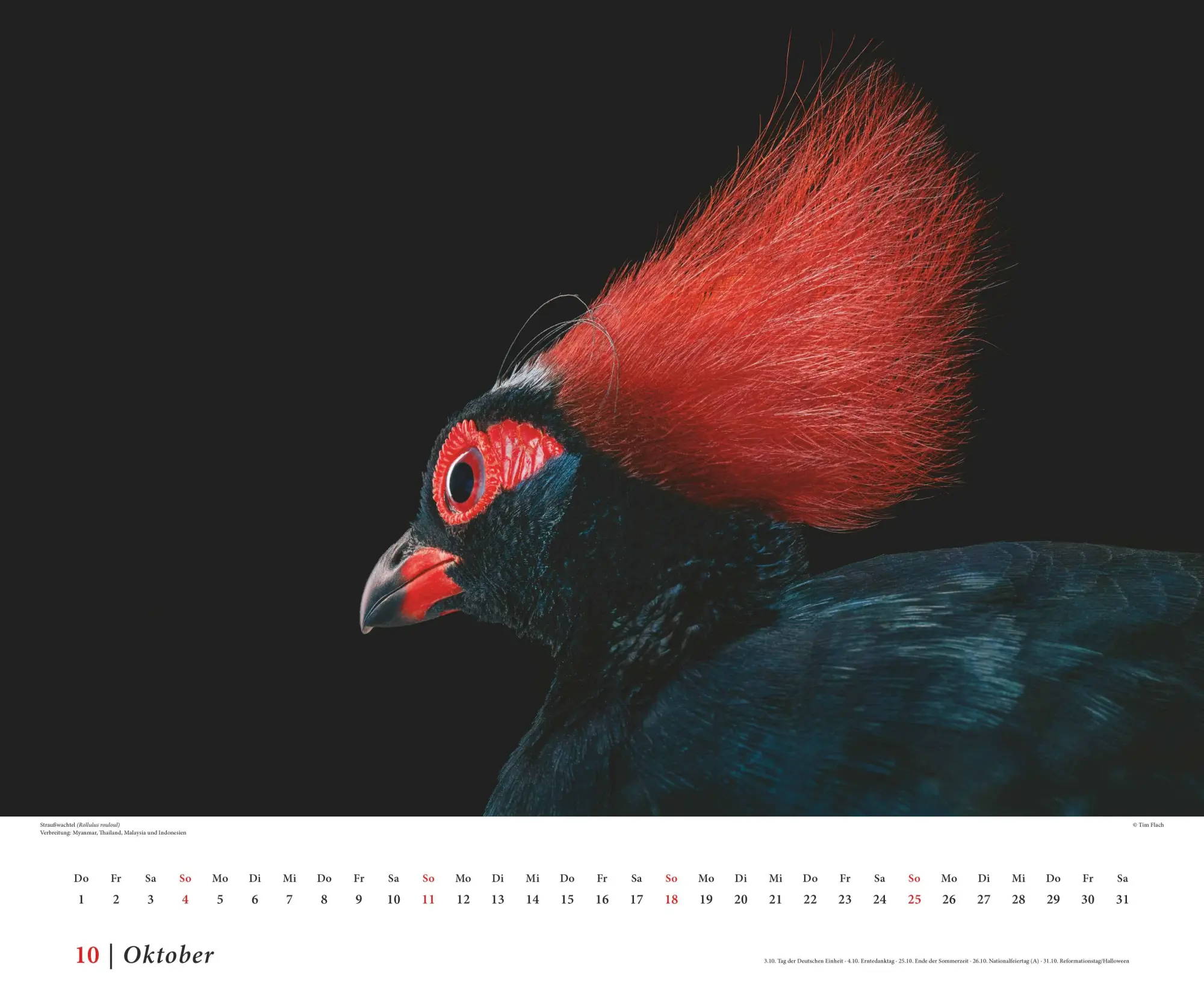 Bild: 4069095006638 | Tim Flach: Vögel 2026 - Posterkalender von DUMONT- Vogel-Porträts...