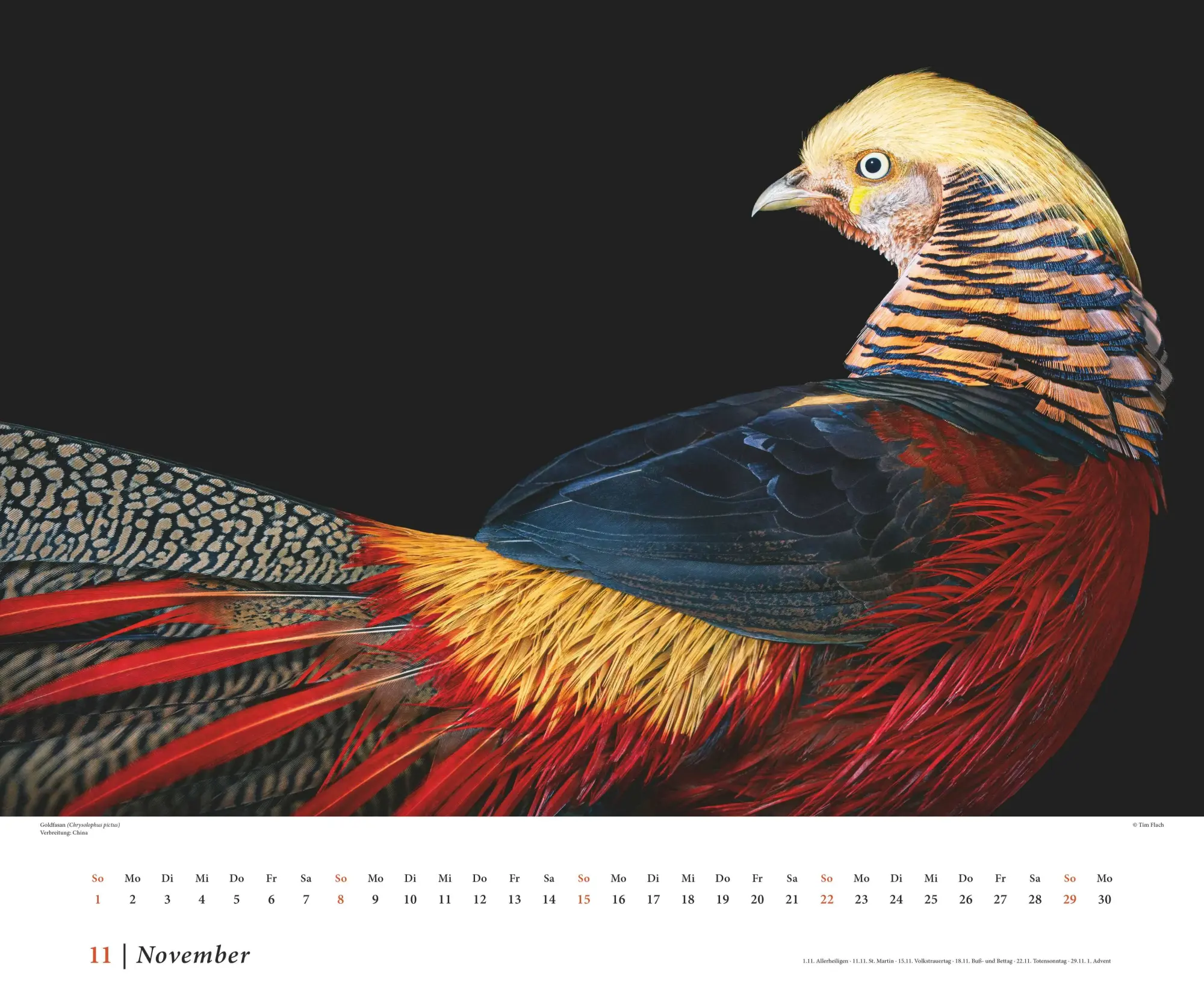 Bild: 4069095006638 | Tim Flach: Vögel 2026 - Posterkalender von DUMONT- Vogel-Porträts...