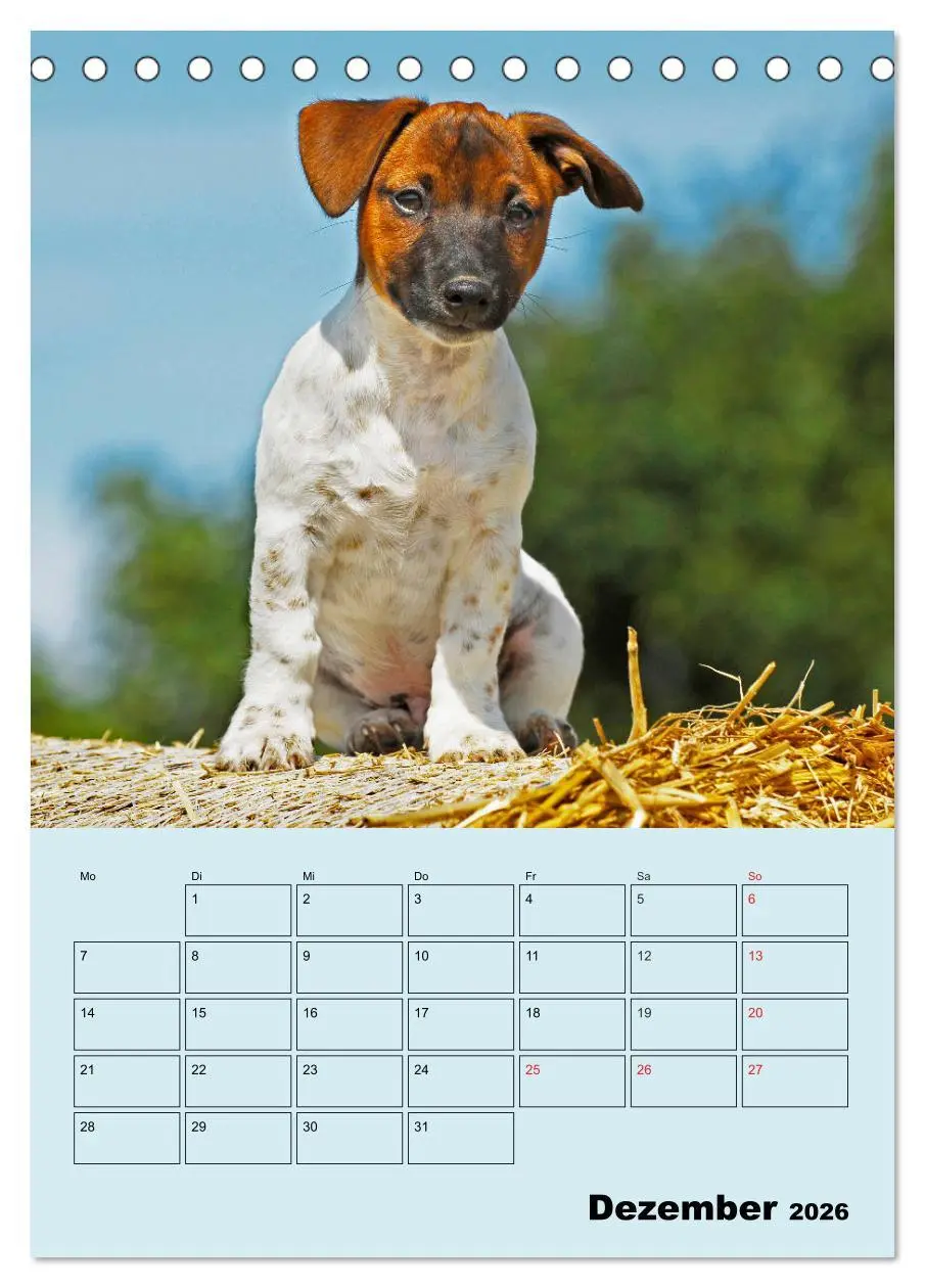 Bild: 9783516386738 | Familienplaner Jack und Parson Russell Terrier (Tischkalender 2026...