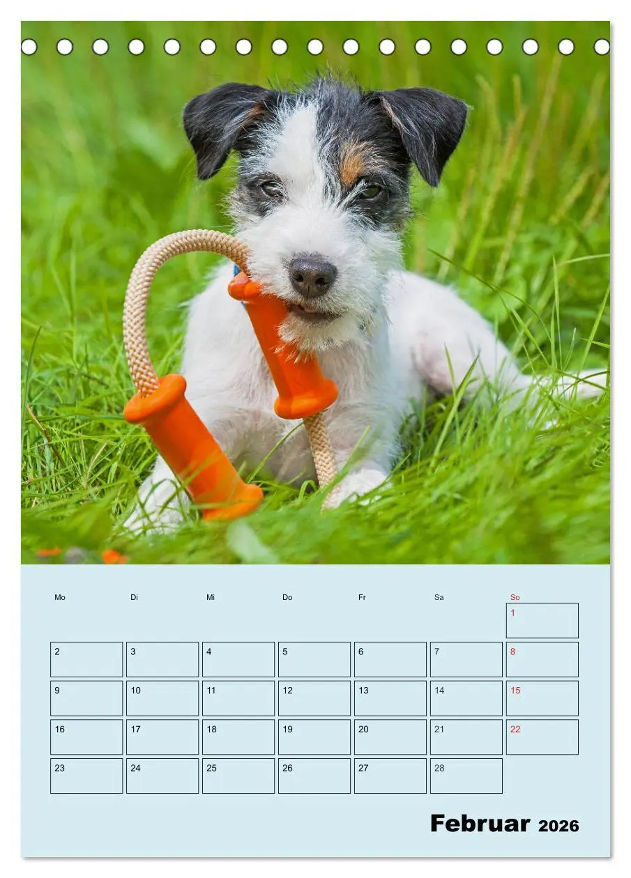 Bild: 9783516386738 | Familienplaner Jack und Parson Russell Terrier (Tischkalender 2026...