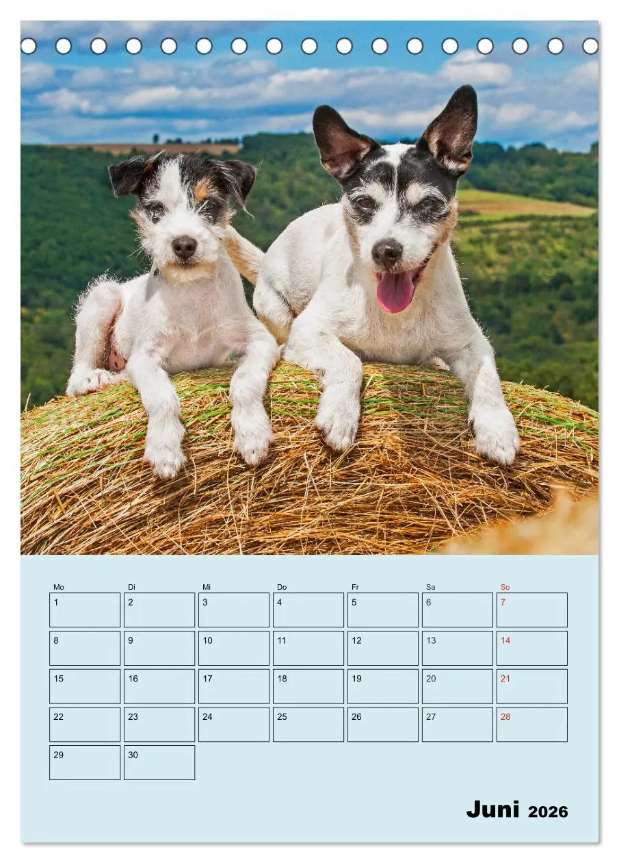Bild: 9783516386738 | Familienplaner Jack und Parson Russell Terrier (Tischkalender 2026...