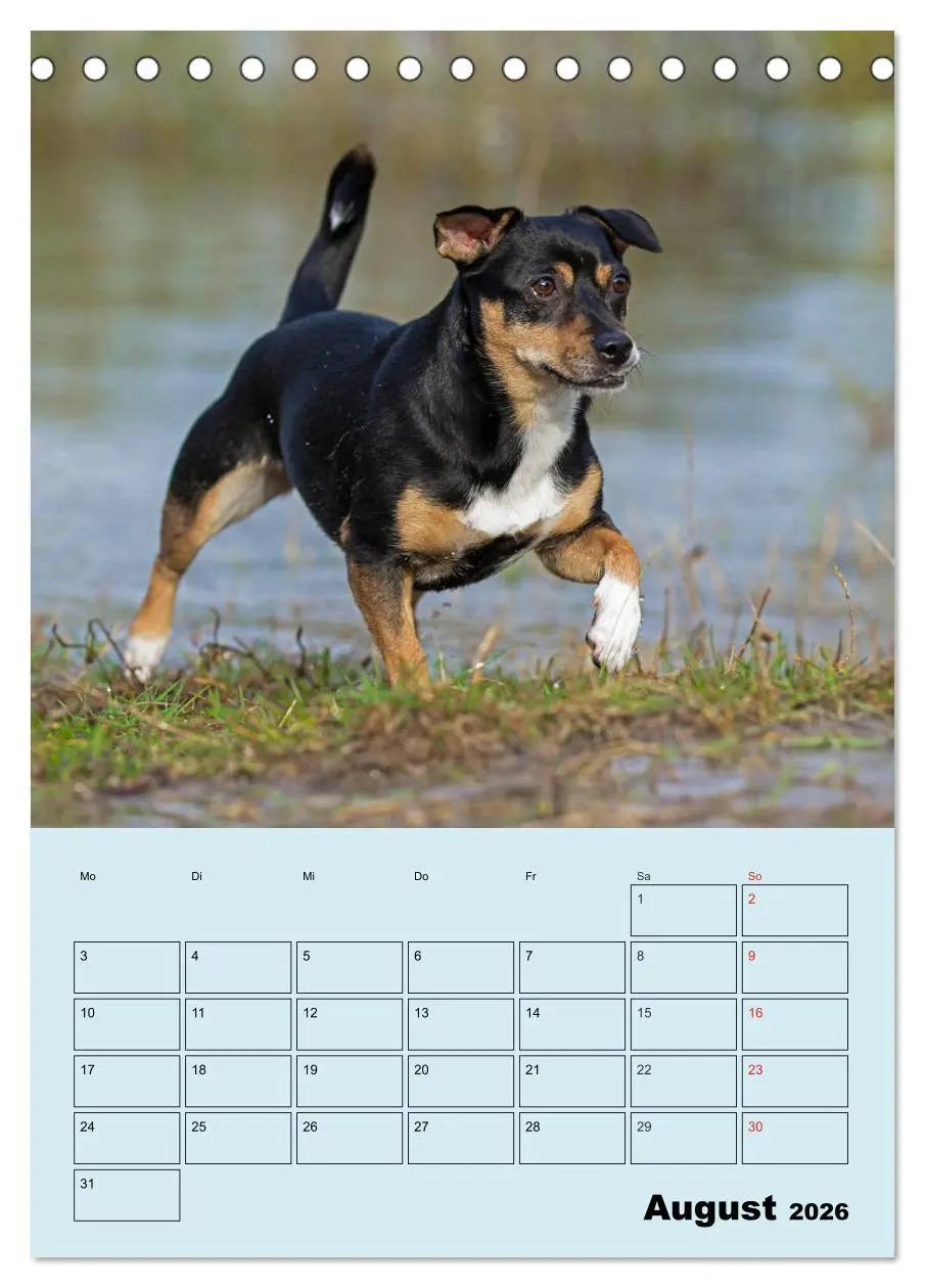 Bild: 9783516386738 | Familienplaner Jack und Parson Russell Terrier (Tischkalender 2026...
