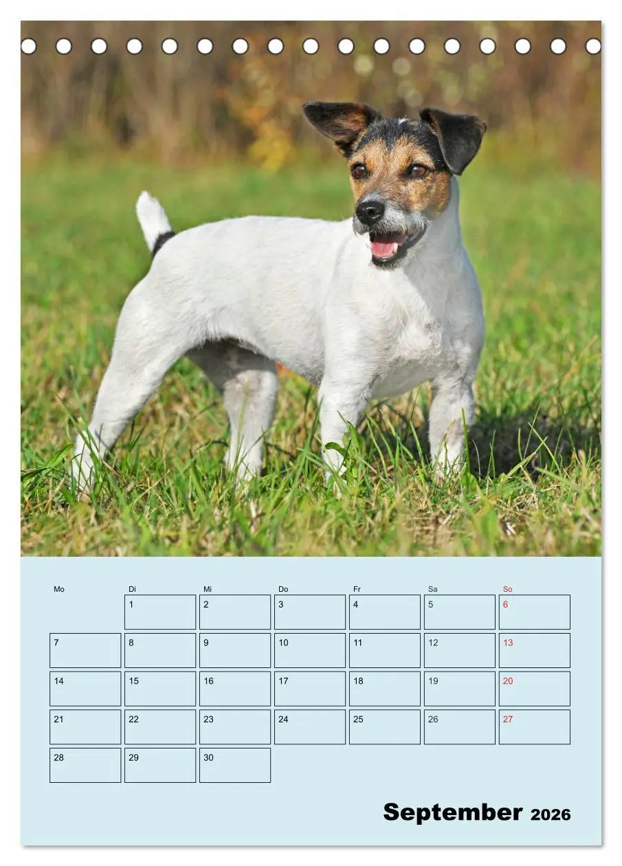 Bild: 9783516386738 | Familienplaner Jack und Parson Russell Terrier (Tischkalender 2026...