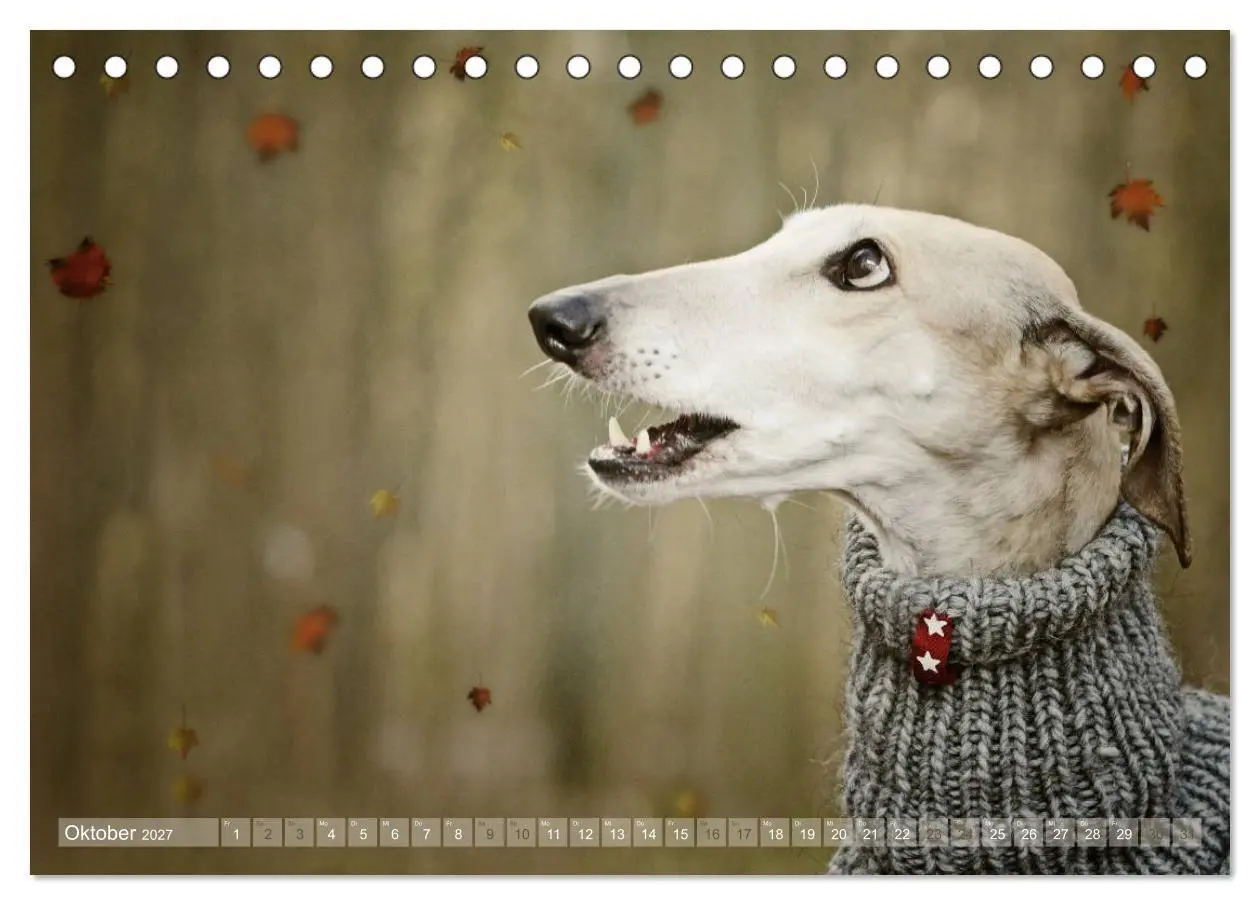 Bild: 9783569856738 | Zauberhafte Windhunde (Tischkalender 2027 DIN A5 quer), CALVENDO...