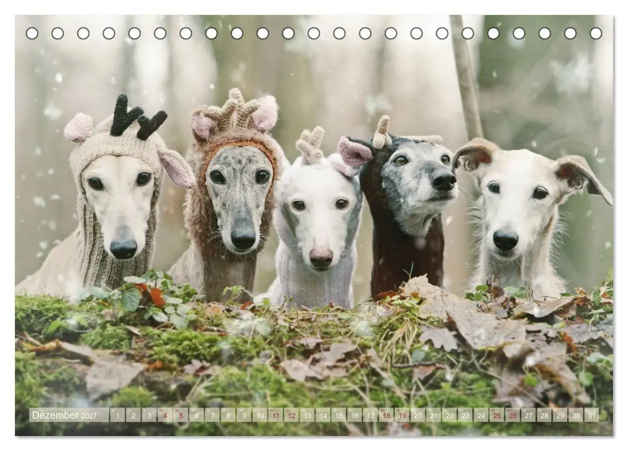 Bild: 9783569856738 | Zauberhafte Windhunde (Tischkalender 2027 DIN A5 quer), CALVENDO...