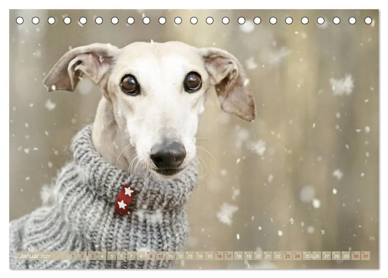 Bild: 9783569856738 | Zauberhafte Windhunde (Tischkalender 2027 DIN A5 quer), CALVENDO...