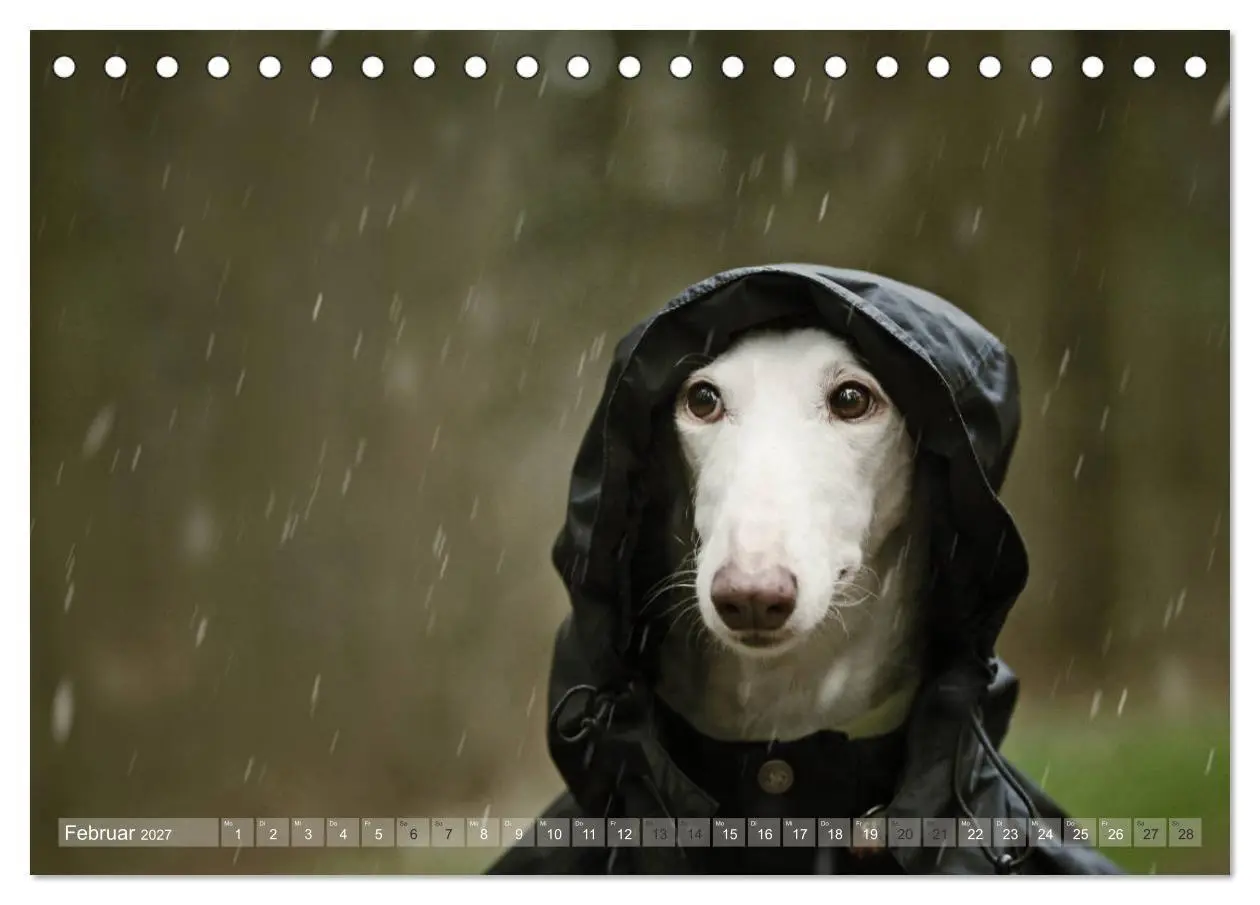 Bild: 9783569856738 | Zauberhafte Windhunde (Tischkalender 2027 DIN A5 quer), CALVENDO...