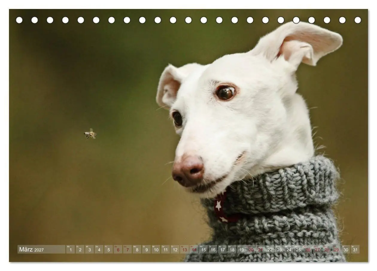Bild: 9783569856738 | Zauberhafte Windhunde (Tischkalender 2027 DIN A5 quer), CALVENDO...