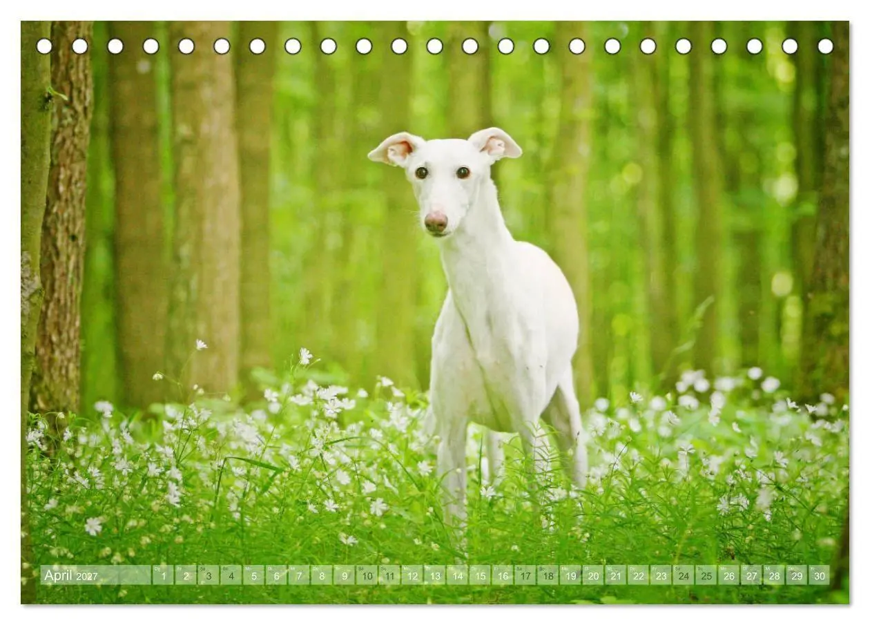 Bild: 9783569856738 | Zauberhafte Windhunde (Tischkalender 2027 DIN A5 quer), CALVENDO...