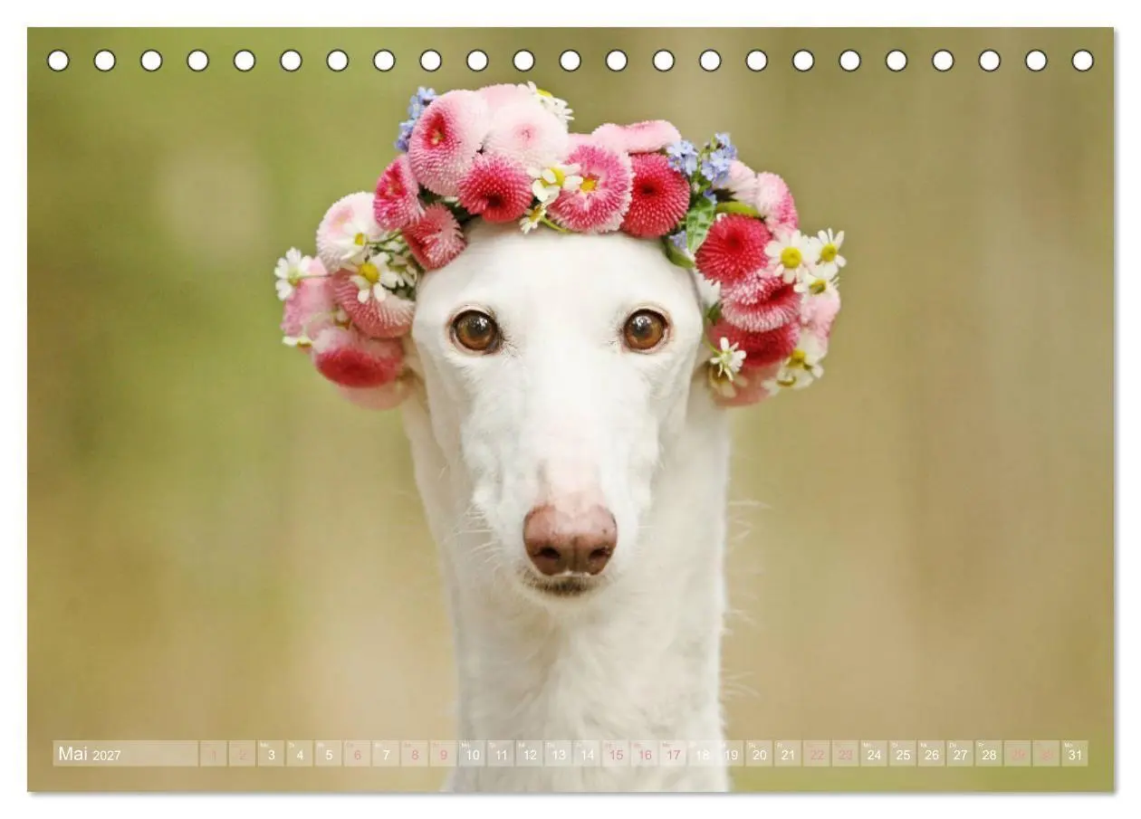 Bild: 9783569856738 | Zauberhafte Windhunde (Tischkalender 2027 DIN A5 quer), CALVENDO...