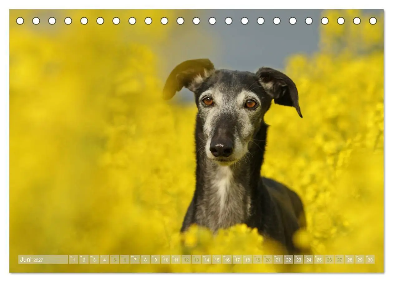 Bild: 9783569856738 | Zauberhafte Windhunde (Tischkalender 2027 DIN A5 quer), CALVENDO...