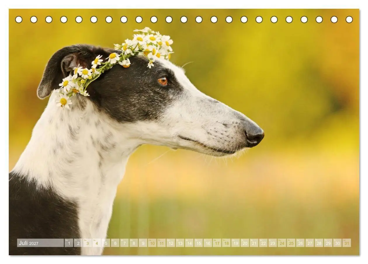 Bild: 9783569856738 | Zauberhafte Windhunde (Tischkalender 2027 DIN A5 quer), CALVENDO...