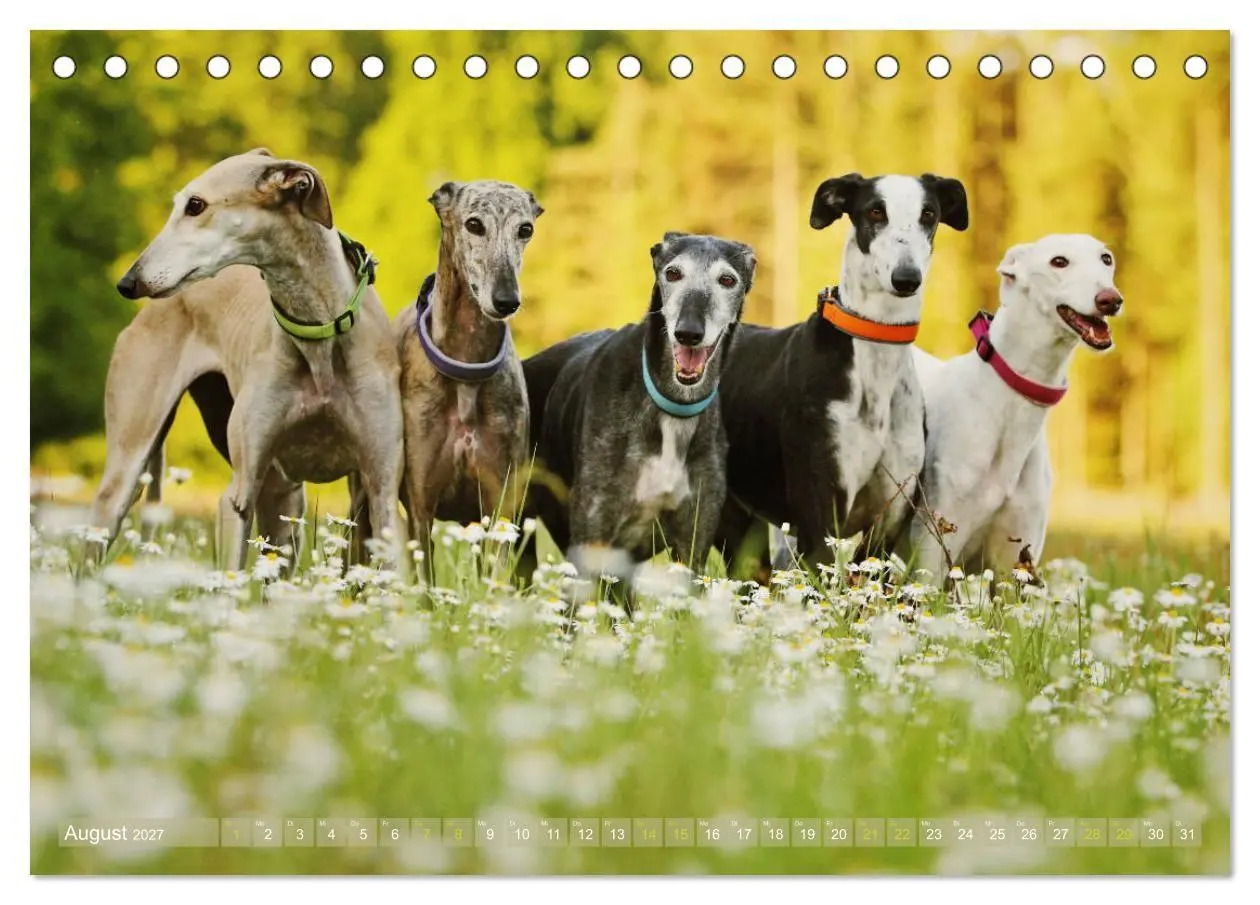 Bild: 9783569856738 | Zauberhafte Windhunde (Tischkalender 2027 DIN A5 quer), CALVENDO...