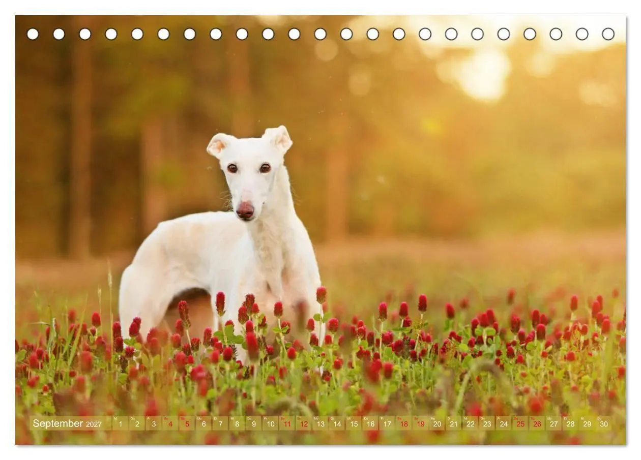 Bild: 9783569856738 | Zauberhafte Windhunde (Tischkalender 2027 DIN A5 quer), CALVENDO...