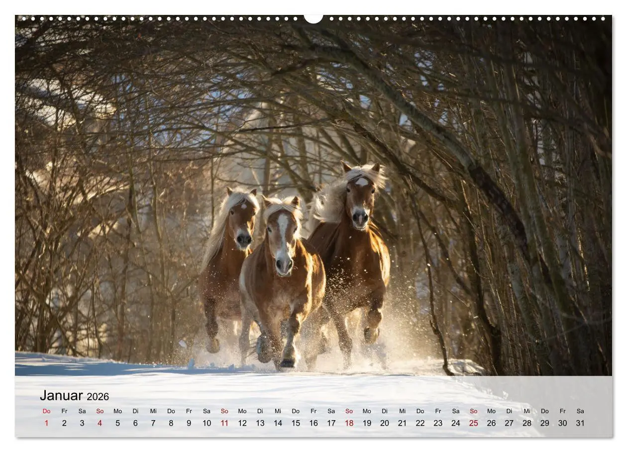 Bild: 9783457666838 | Pferde 2026 Kraft und Anmut (Wandkalender 2026 DIN A2 quer),...