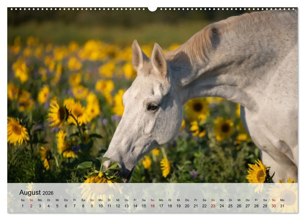 Bild: 9783457666838 | Pferde 2026 Kraft und Anmut (Wandkalender 2026 DIN A2 quer),...