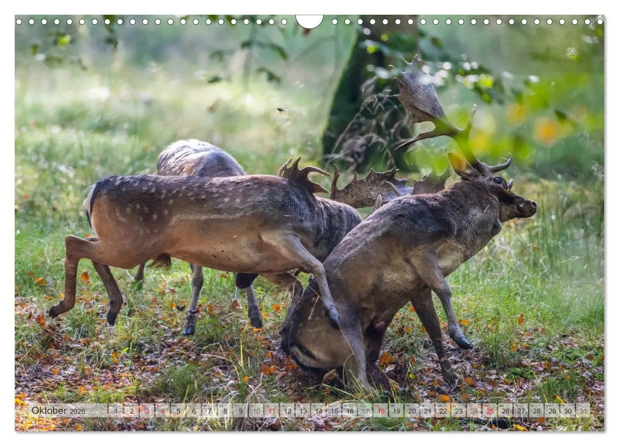 Bild: 9783516066838 | Emotionale Momente: Das Damwild. (Wandkalender 2026 DIN A3 quer),...