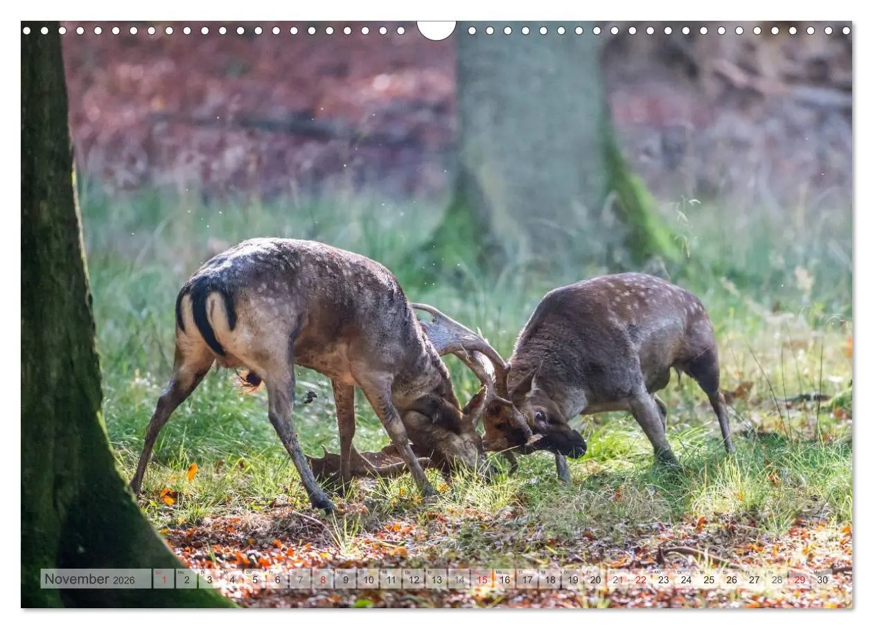 Bild: 9783516066838 | Emotionale Momente: Das Damwild. (Wandkalender 2026 DIN A3 quer),...