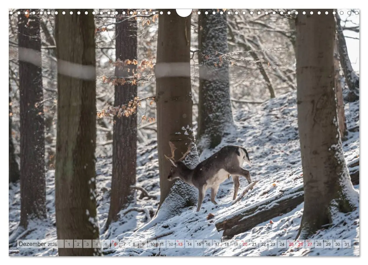 Bild: 9783516066838 | Emotionale Momente: Das Damwild. (Wandkalender 2026 DIN A3 quer),...