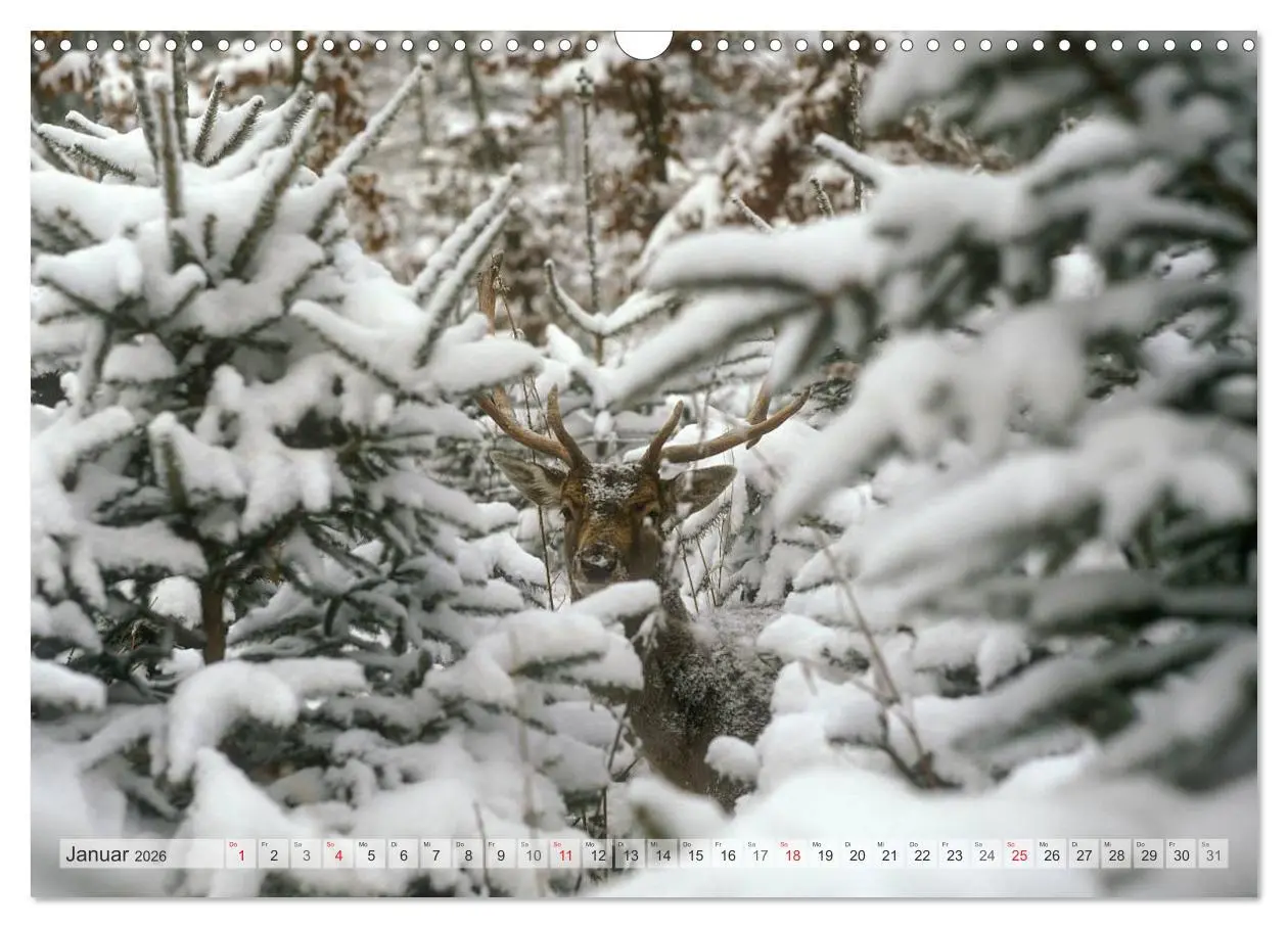 Bild: 9783516066838 | Emotionale Momente: Das Damwild. (Wandkalender 2026 DIN A3 quer),...