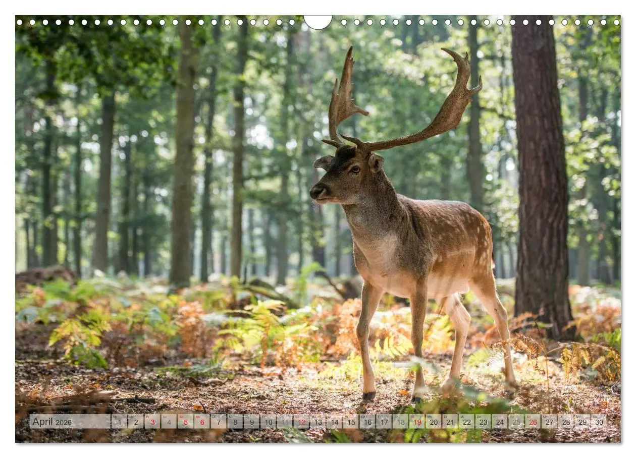 Bild: 9783516066838 | Emotionale Momente: Das Damwild. (Wandkalender 2026 DIN A3 quer),...