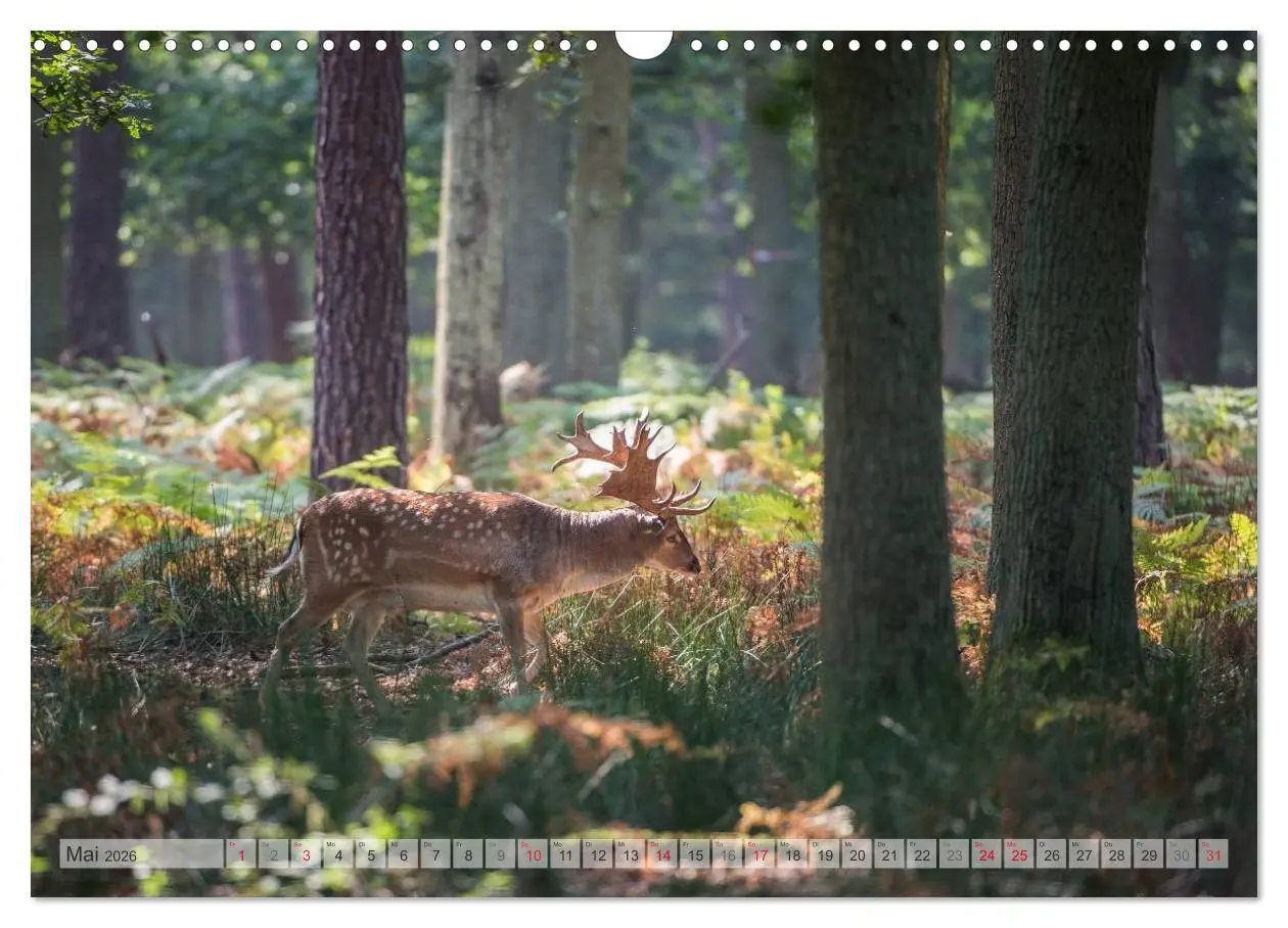 Bild: 9783516066838 | Emotionale Momente: Das Damwild. (Wandkalender 2026 DIN A3 quer),...