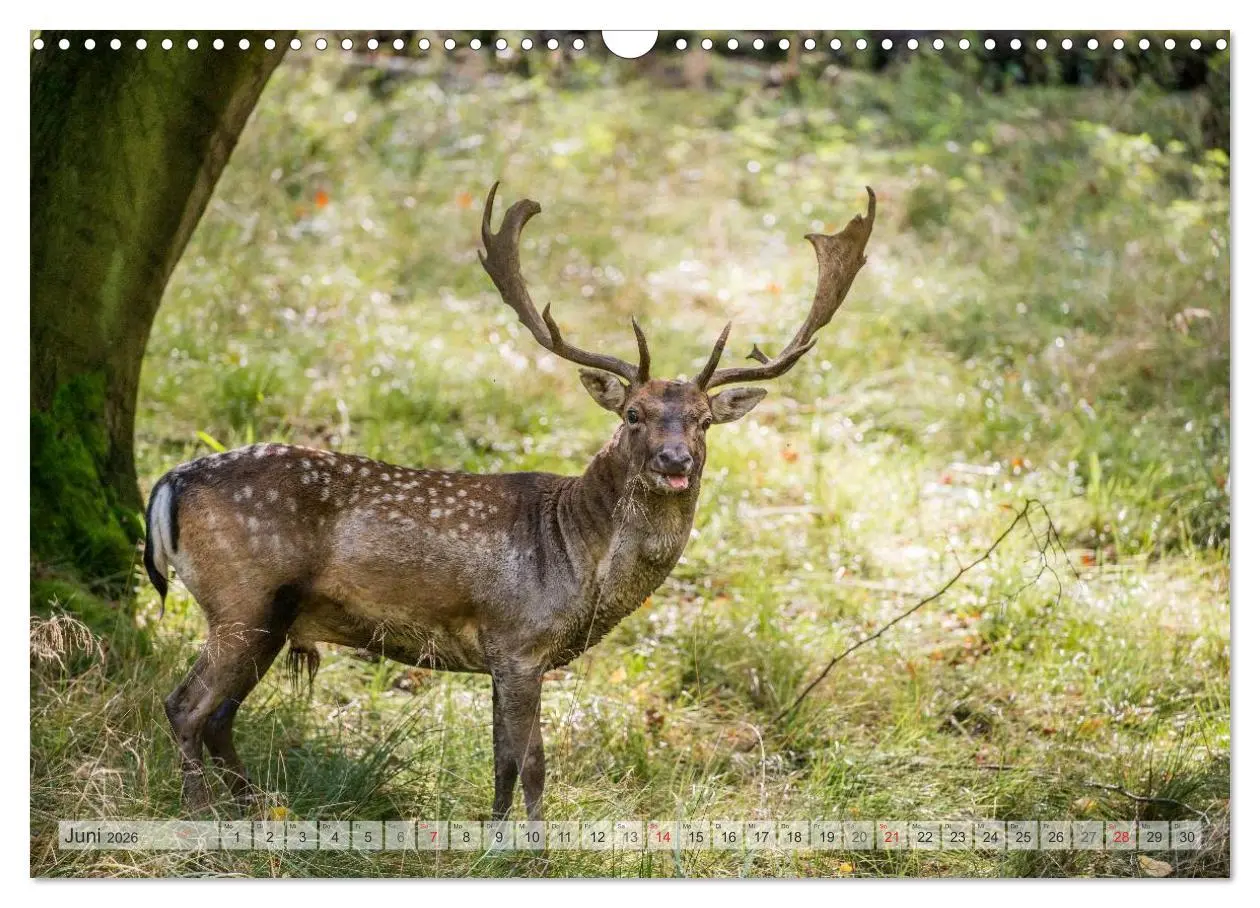 Bild: 9783516066838 | Emotionale Momente: Das Damwild. (Wandkalender 2026 DIN A3 quer),...