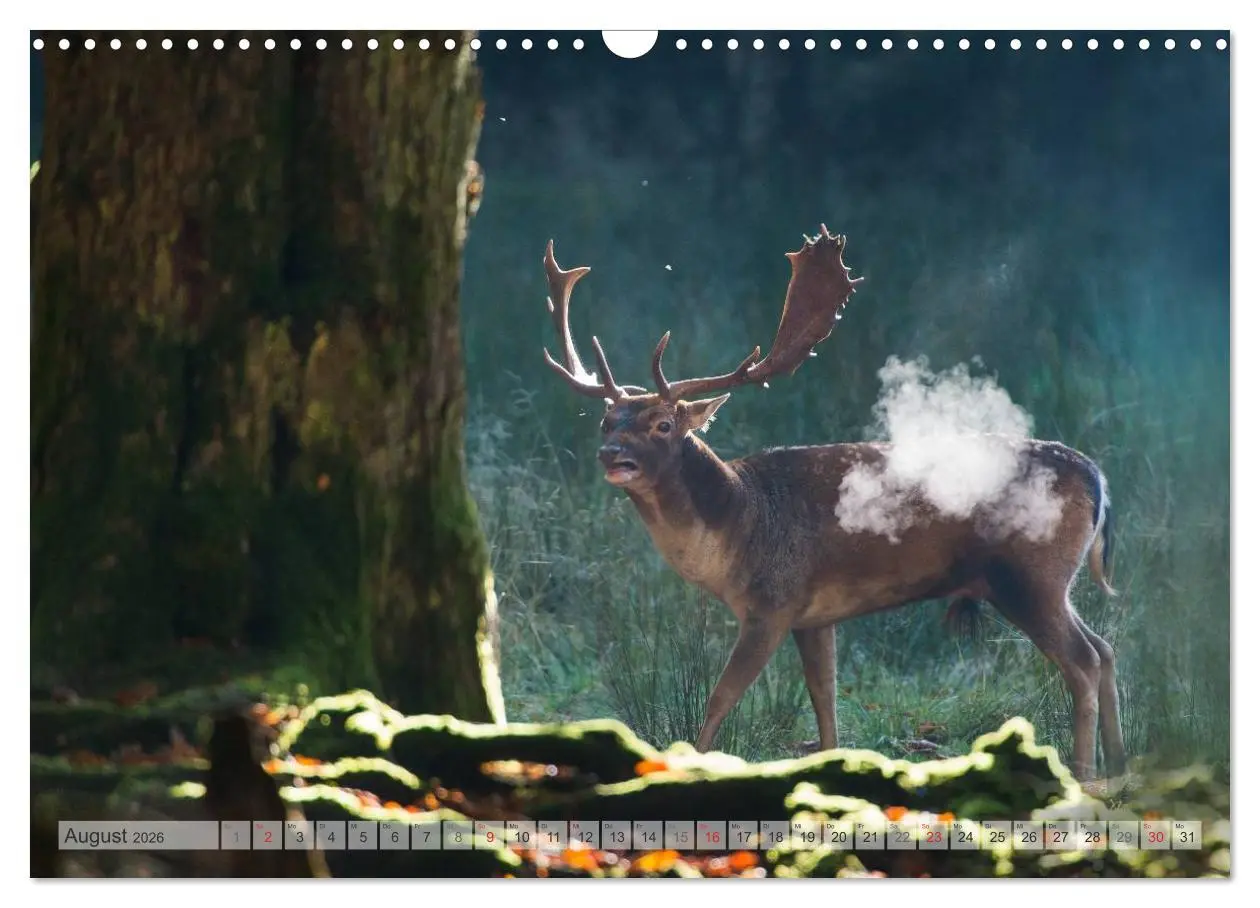Bild: 9783516066838 | Emotionale Momente: Das Damwild. (Wandkalender 2026 DIN A3 quer),...